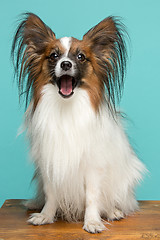 Image showing Studio portrait of a small yawning puppy Papillon