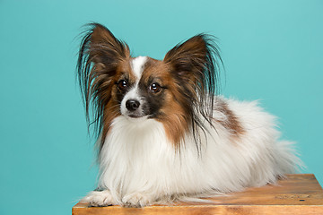 Image showing Studio portrait of a small yawning puppy Papillon