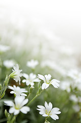 Image showing Floral background