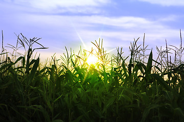 Image showing corn growing up in summer