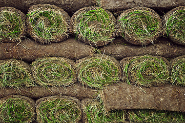 Image showing Rolled sod