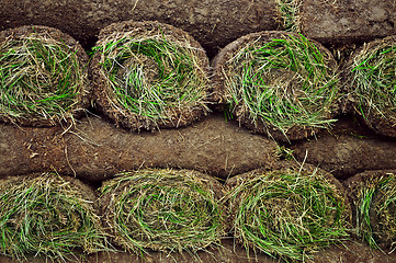 Image showing Rolled sod