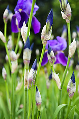 Image showing Irises