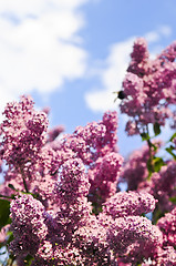 Image showing Lilac
