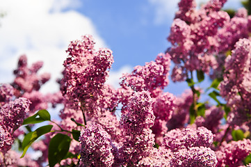 Image showing Lilac