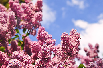 Image showing Lilac