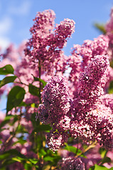 Image showing Lilac