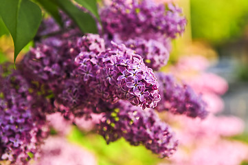 Image showing Lilac