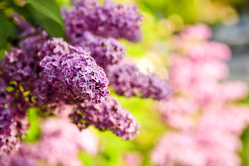 Image showing Lilac