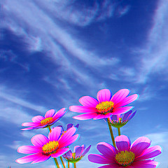 Image showing Beautiful Cosmos Flower against the sky. 3D illustration.. Anagl