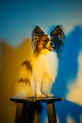 Image showing Studio portrait of a small yawning puppy Papillon