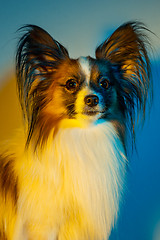 Image showing Studio portrait of a small yawning puppy Papillon