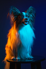 Image showing Studio portrait of a small yawning puppy Papillon