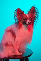 Image showing Studio portrait of a small yawning puppy Papillon