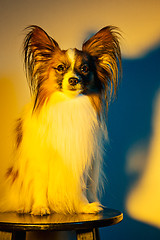 Image showing Studio portrait of a small yawning puppy Papillon