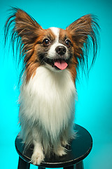 Image showing Studio portrait of a small yawning puppy Papillon