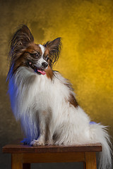 Image showing Studio portrait of a small yawning puppy Papillon