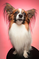 Image showing Studio portrait of a small yawning puppy Papillon