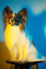 Image showing Studio portrait of a small yawning puppy Papillon