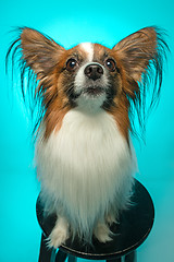 Image showing Studio portrait of a small yawning puppy Papillon