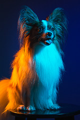 Image showing Studio portrait of a small yawning puppy Papillon