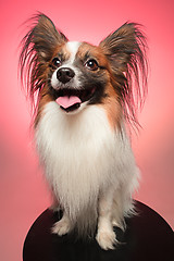 Image showing Studio portrait of a small yawning puppy Papillon