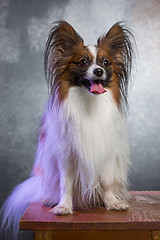 Image showing Studio portrait of a small yawning puppy Papillon