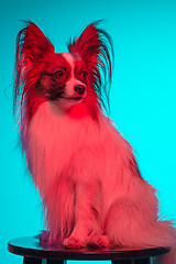 Image showing Studio portrait of a small yawning puppy Papillon