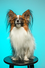 Image showing Studio portrait of a small yawning puppy Papillon