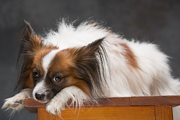 Image showing Studio portrait of a small yawning puppy Papillon