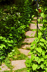 Image showing Vine on wrought iron arbor