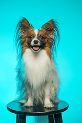 Image showing Studio portrait of a small yawning puppy Papillon