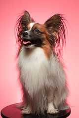 Image showing Studio portrait of a small yawning puppy Papillon