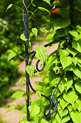 Image showing Vine on wrought iron arbor