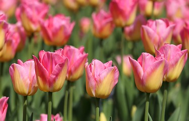 Image showing Tulips.