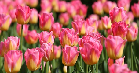 Image showing Tulips.