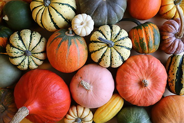 Image showing Squash and pumpkins.