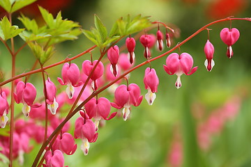 Image showing Bleeding heart.