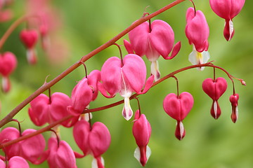 Image showing Bleeding heart.