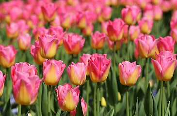 Image showing Tulips.