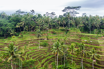 Image showing rice plantation terrace on Sri Lanka