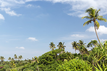 Image showing forest landscape on sri lanka