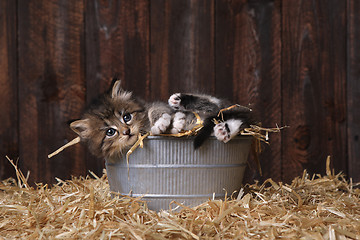 Image showing Cute Adorable Kittens in a Barn Setting With Hay