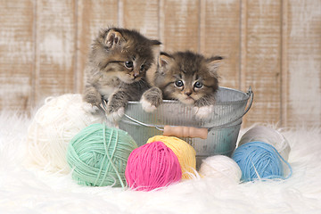 Image showing Kittens With Balls of Yarn in Studio