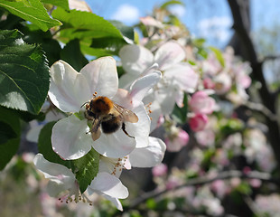 Image showing Tree bumblebee pollinates apple blossom flowers