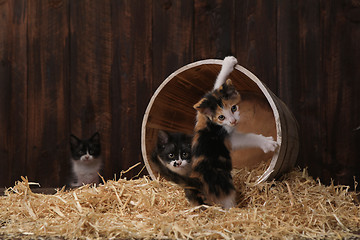 Image showing Cute Adorable Kittens in a Barn Setting With Hay