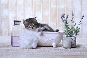 Image showing Adorable Kitten in A Bathtub Relaxing