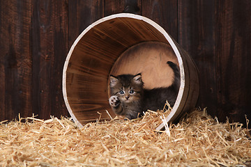 Image showing Cute Adorable Kittens in a Barn Setting With Hay