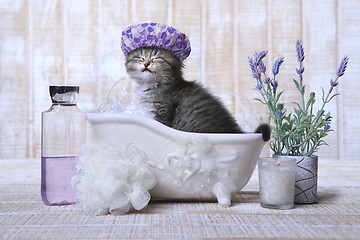 Image showing Adorable Kitten in A Bathtub Relaxing