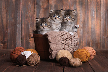 Image showing Kittens With Balls of Yarn in Studio